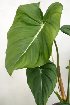 Tropiske Planter^PLANT Philodendron Gloriosum