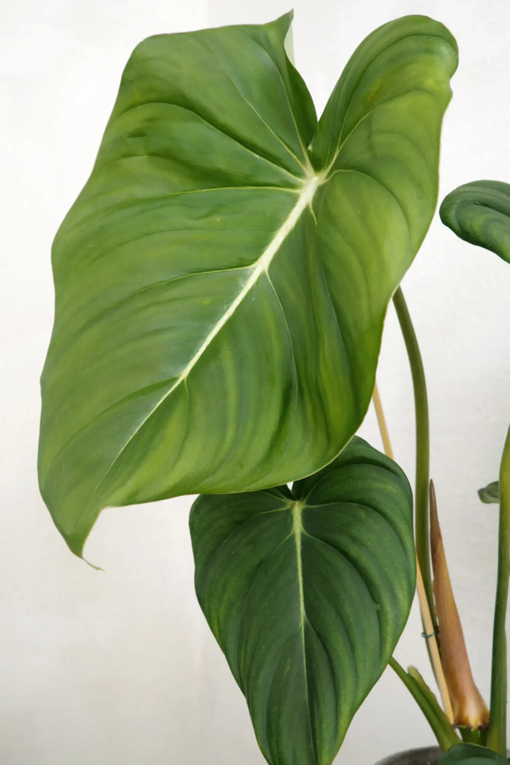 Tropiske Planter^PLANT Philodendron Gloriosum
