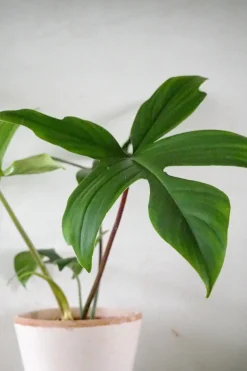 Tropiske Planter^PLANT Philodendron Green Florida