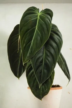 Tropiske Planter^PLANT Philodendron Melanochrysum