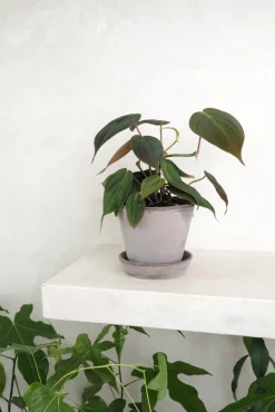 Hængeplanter|Tropiske Planter^PLANT Philodendron micans