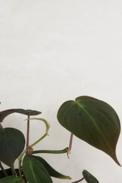 Hængeplanter|Tropiske Planter^PLANT Philodendron micans