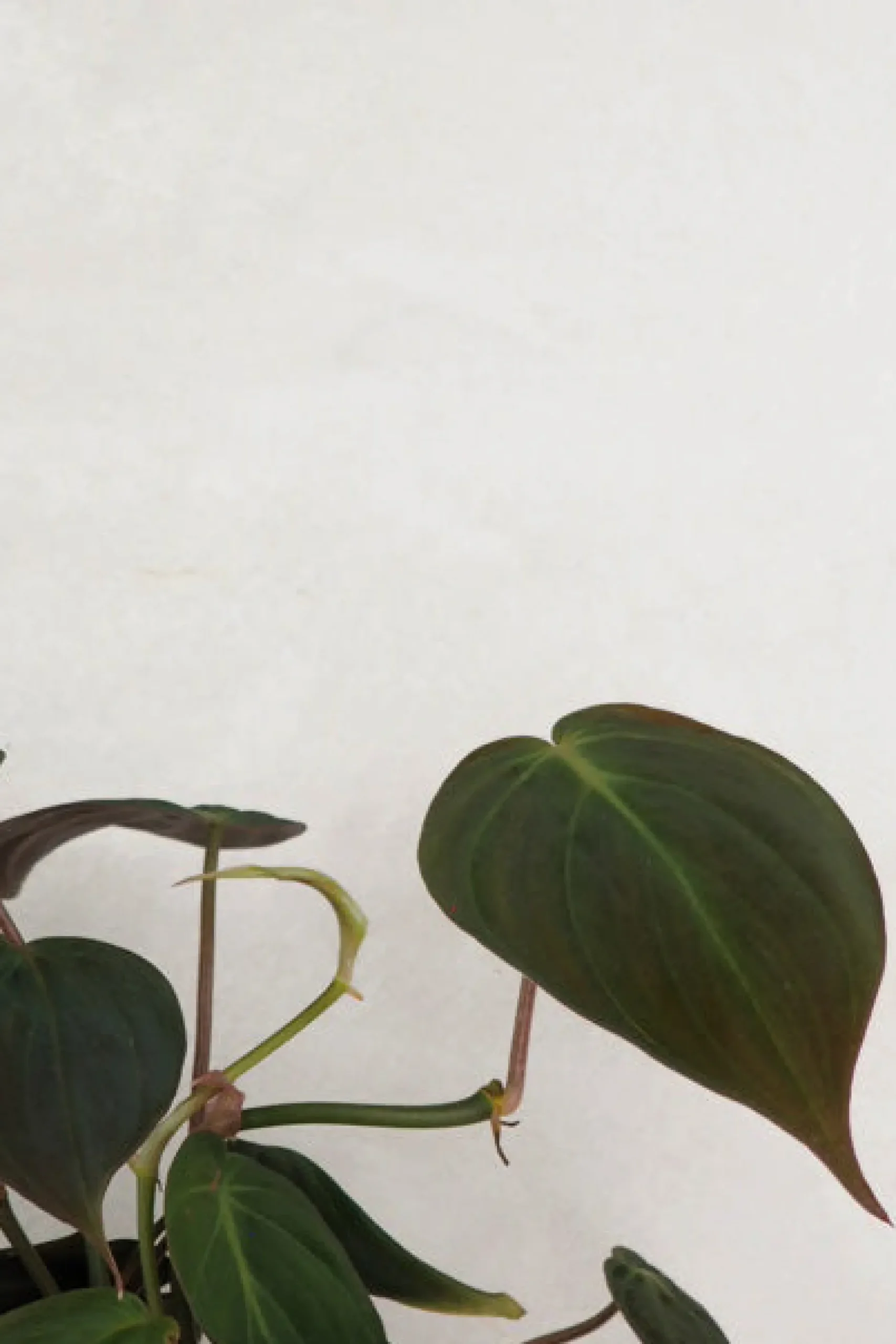 Hængeplanter|Tropiske Planter^PLANT Philodendron micans