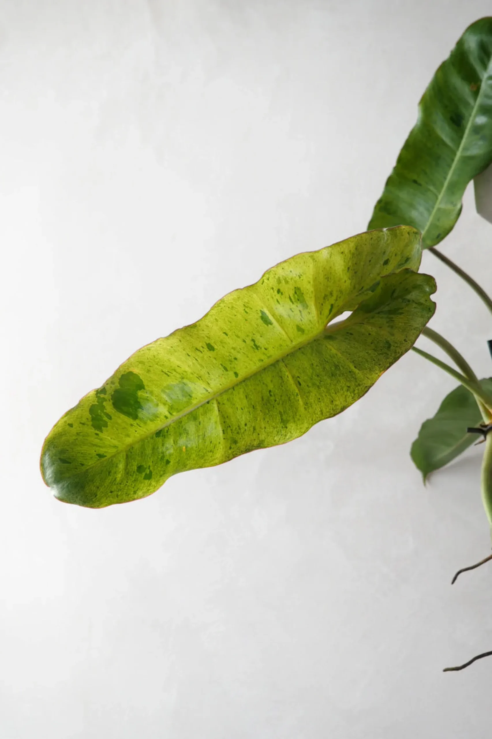 Tropiske Planter^PLANT Philodendron paraiso verde