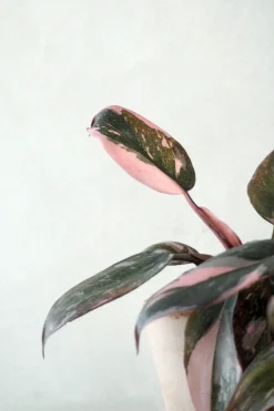 Tropiske Planter^PLANT Philodendron Pink marble