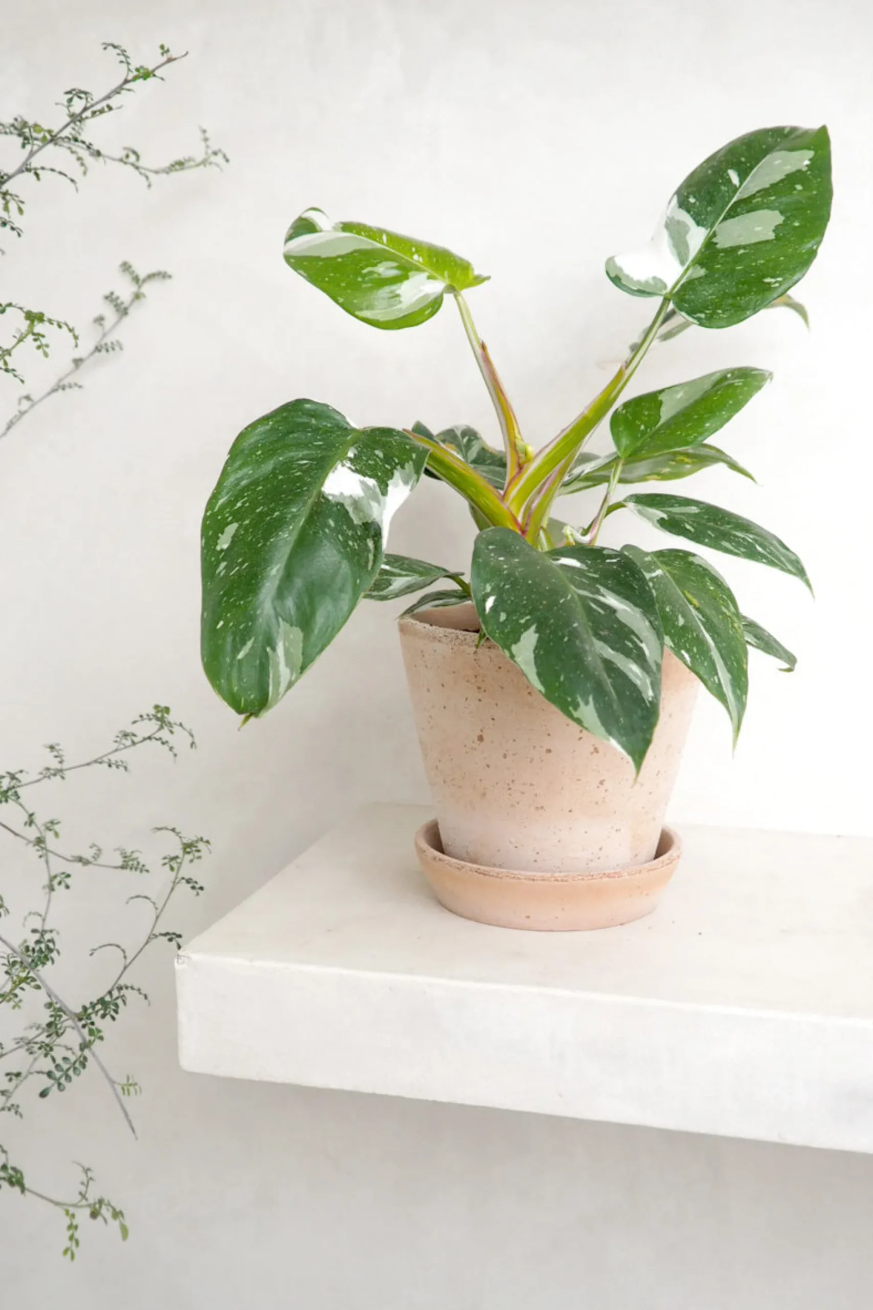Danskavlede Planter^PLANT Philodendron white princess