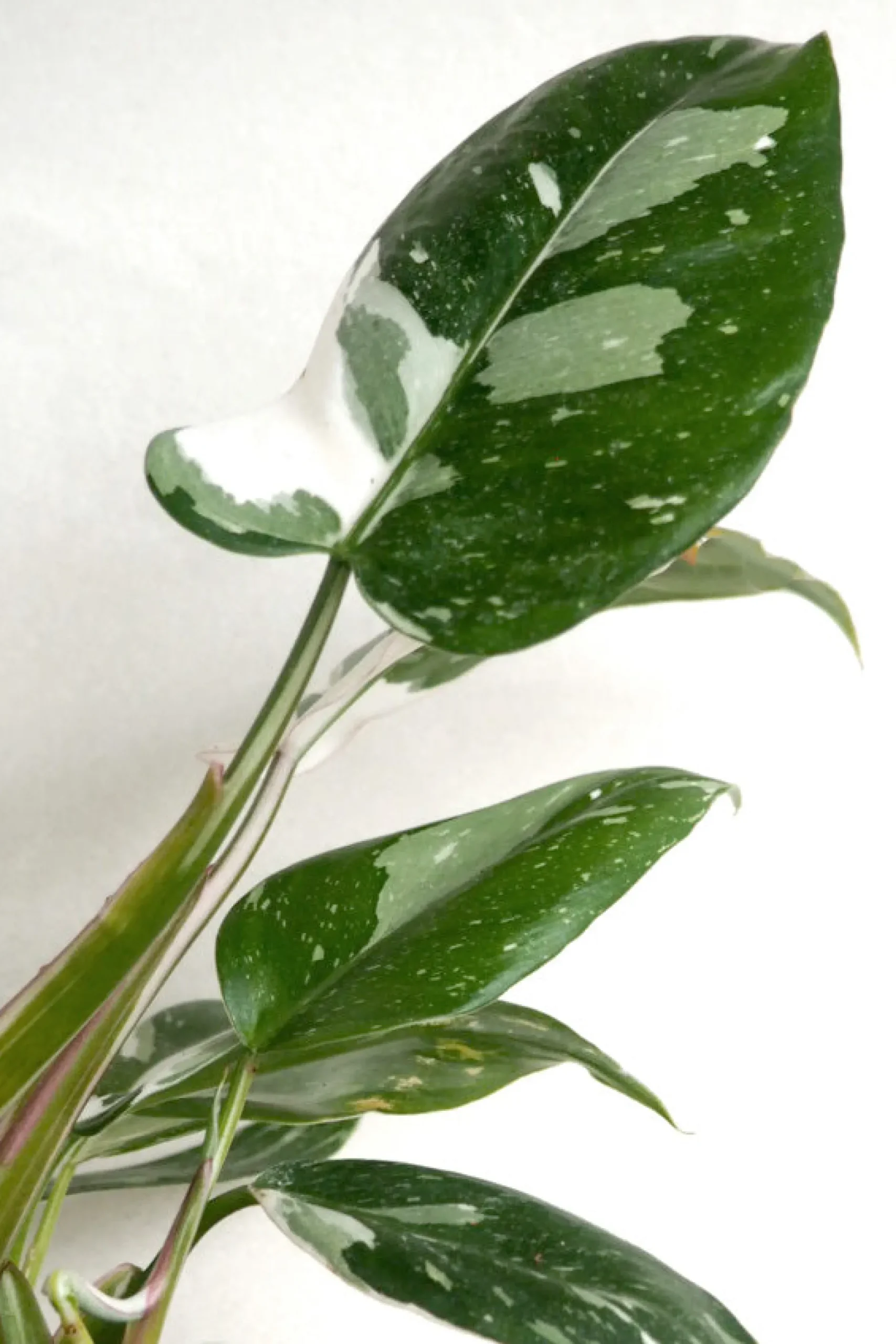Danskavlede Planter^PLANT Philodendron white princess