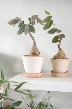 Ørkenplanter Og Knoldplanter^PLANT Phyllanthus mirabilis