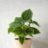 Danskavlede Planter^PLANT Pilea moon valley