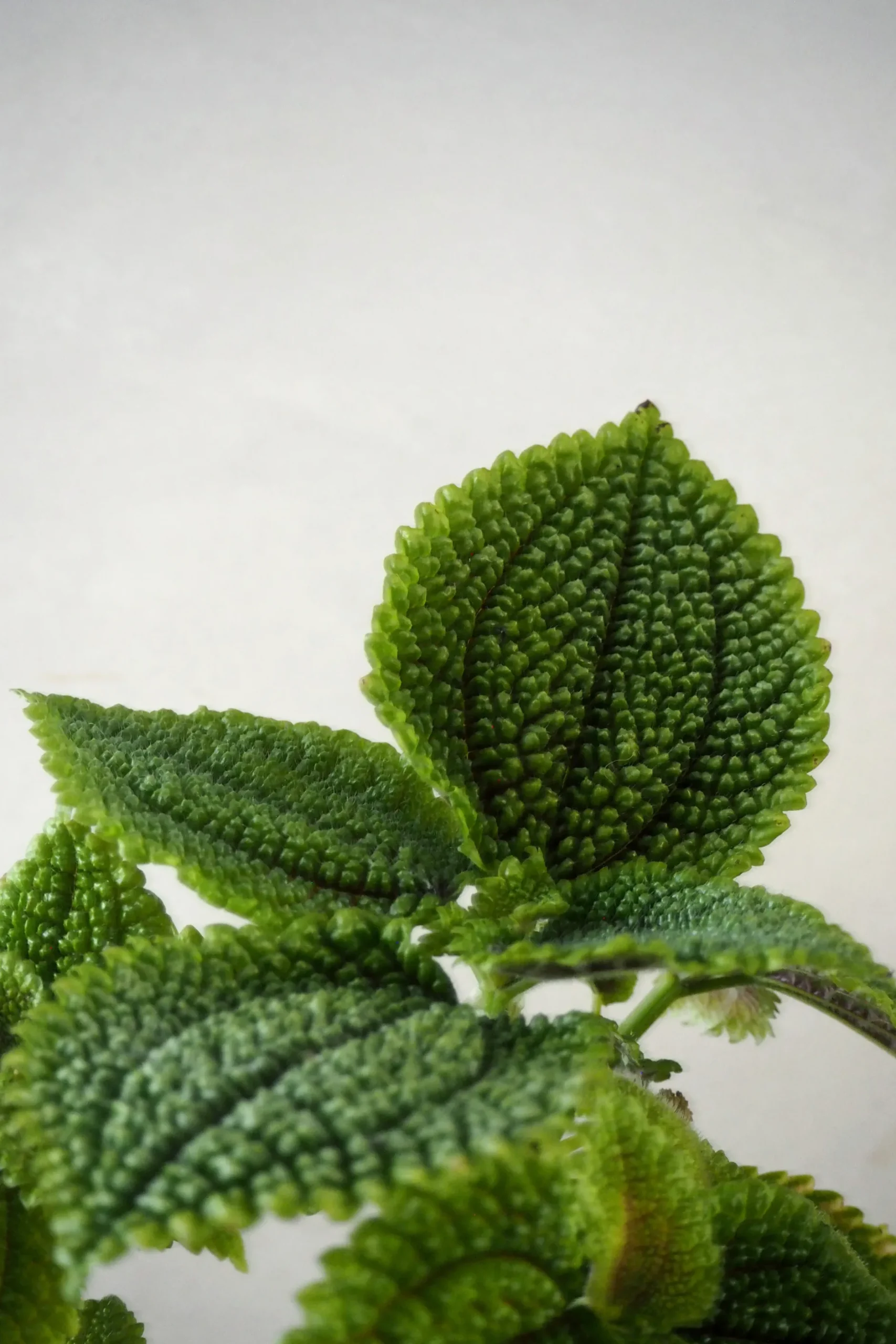 Danskavlede Planter^PLANT Pilea moon valley