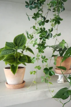 Danskavlede Planter^PLANT Pilea moon valley