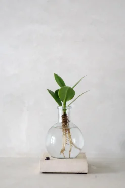 Planter I Vand^PLANT elampe, Clusia