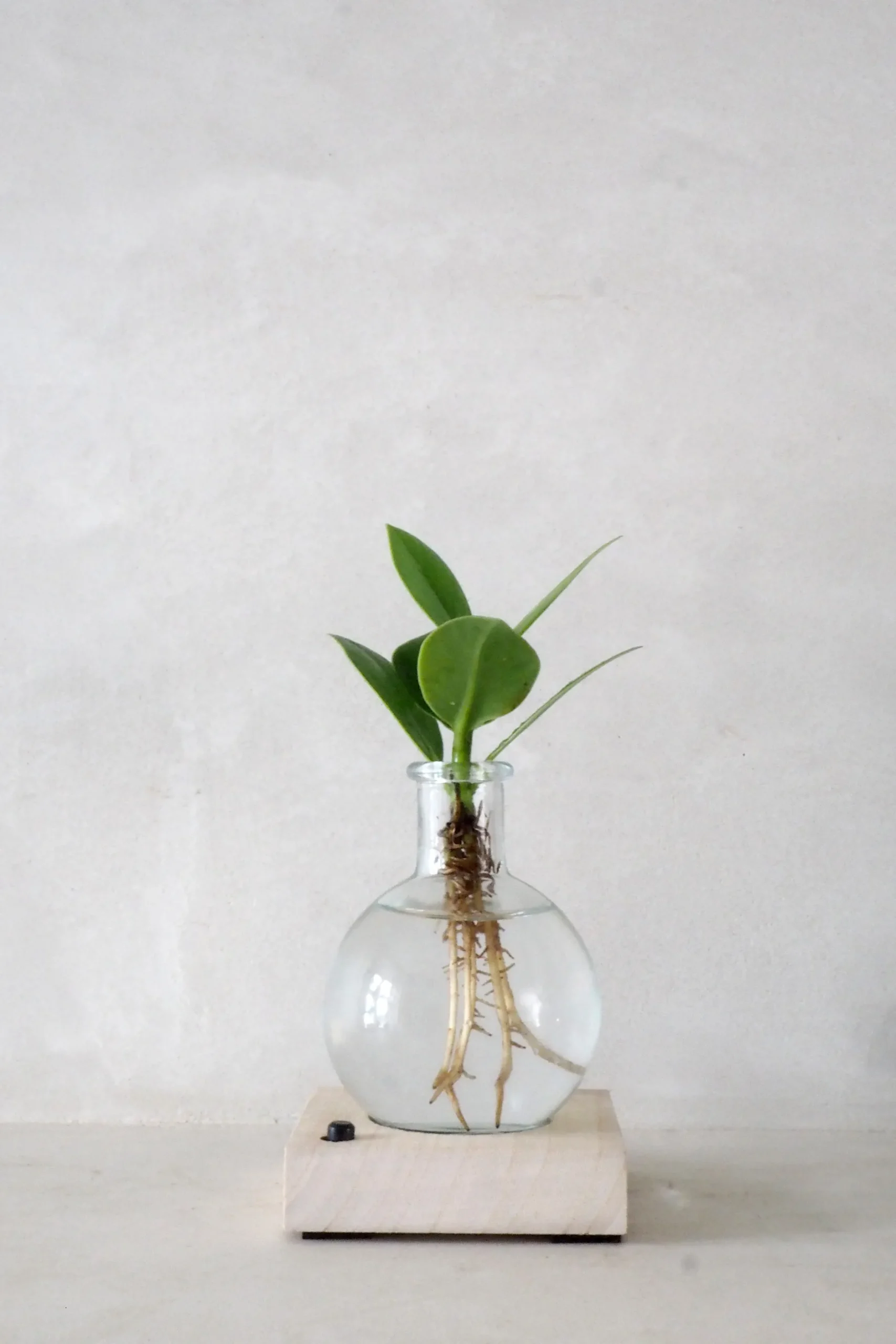 Planter I Vand^PLANT elampe, Clusia