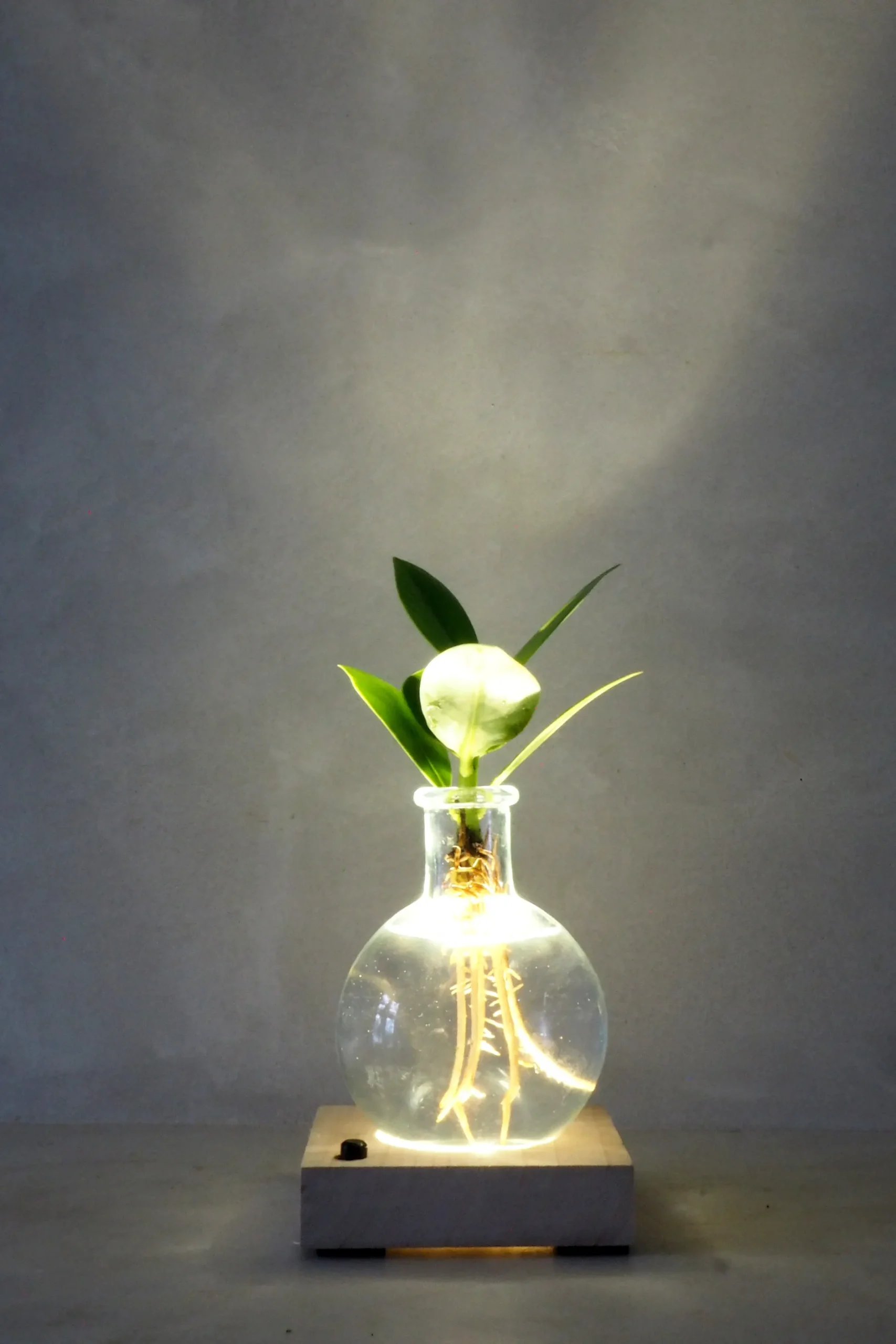 Planter I Vand^PLANT elampe, Clusia
