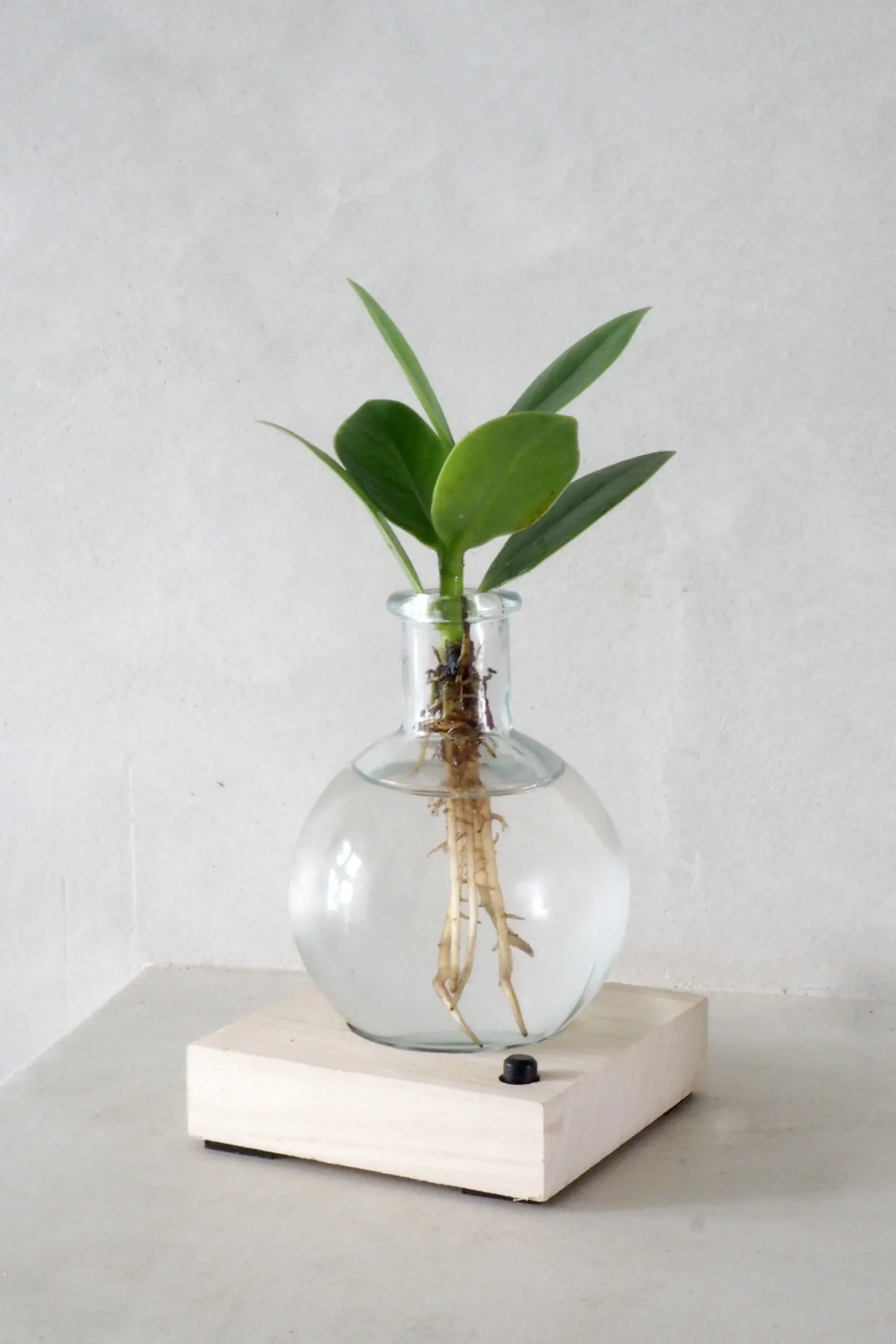 Planter I Vand^PLANT elampe, Clusia