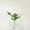 Planter I Vand^PLANT elampe, Dracena