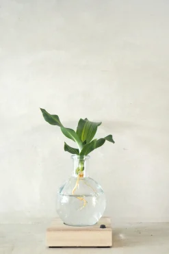 Planter I Vand^PLANT elampe, Dracena