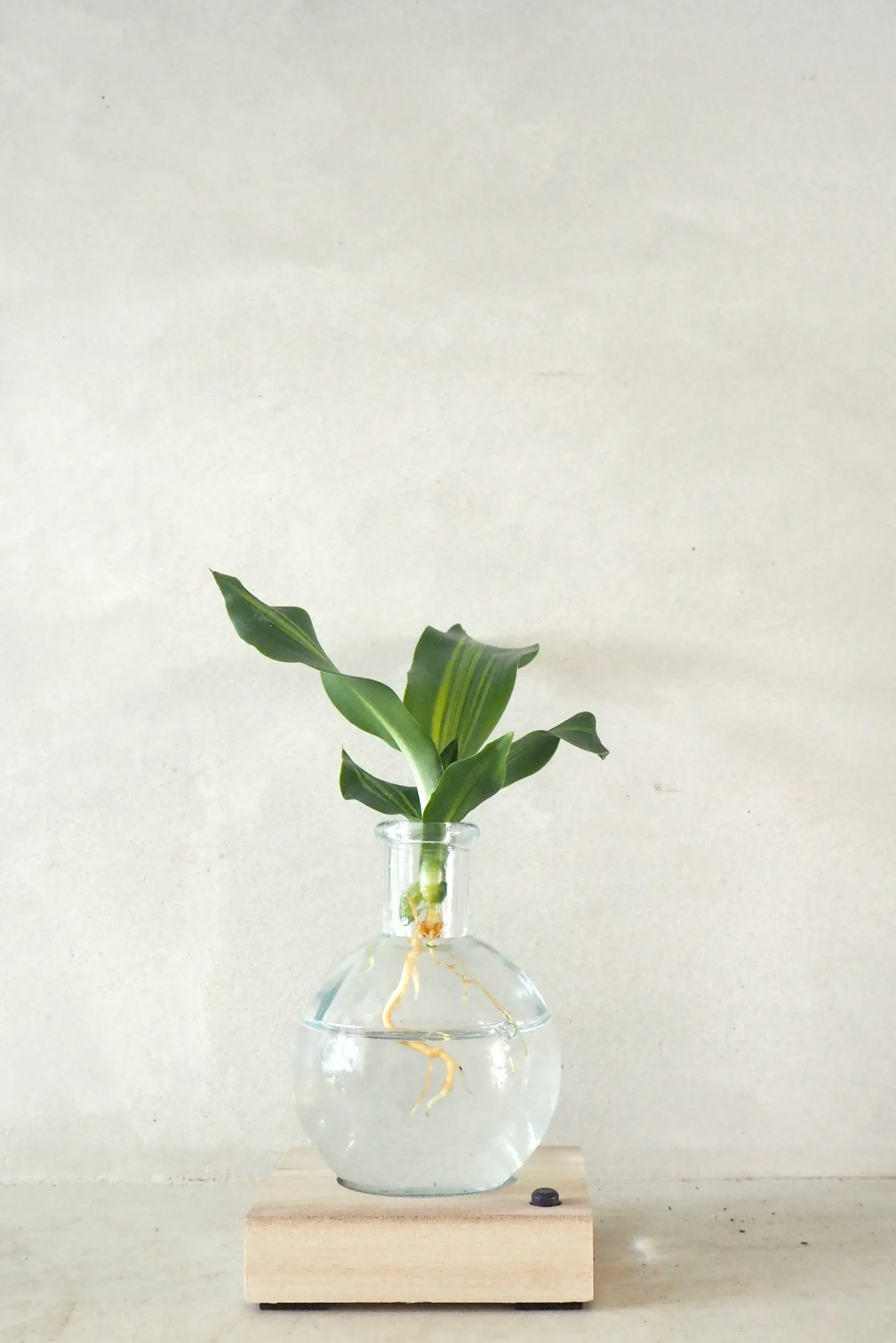Planter I Vand^PLANT elampe, Dracena
