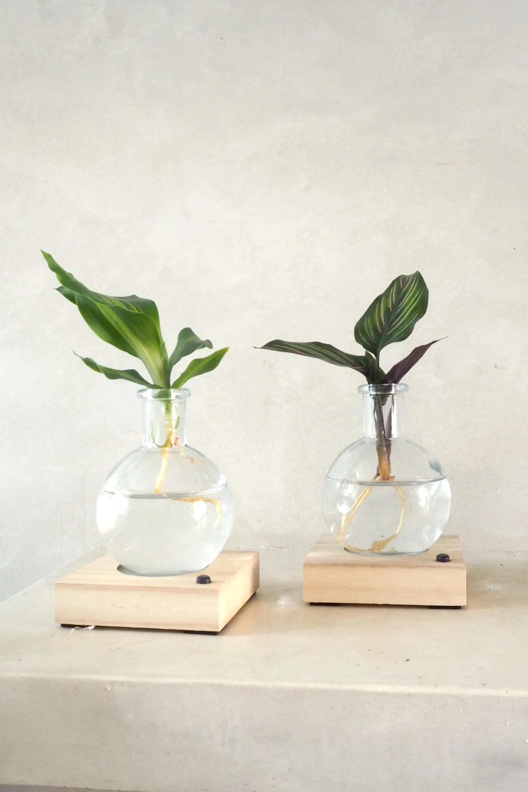 Planter I Vand^PLANT elampe, Dracena