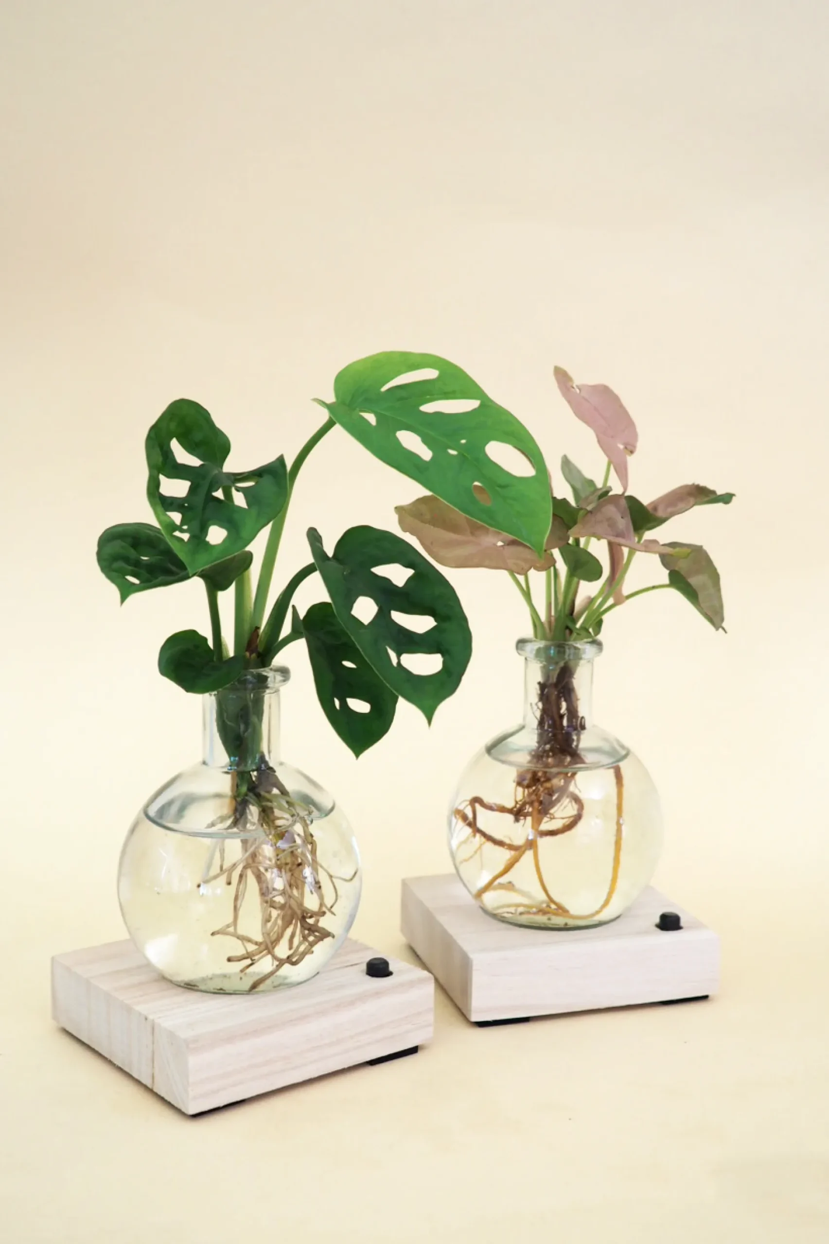 Planter I Vand^PLANT elampe, Dracena