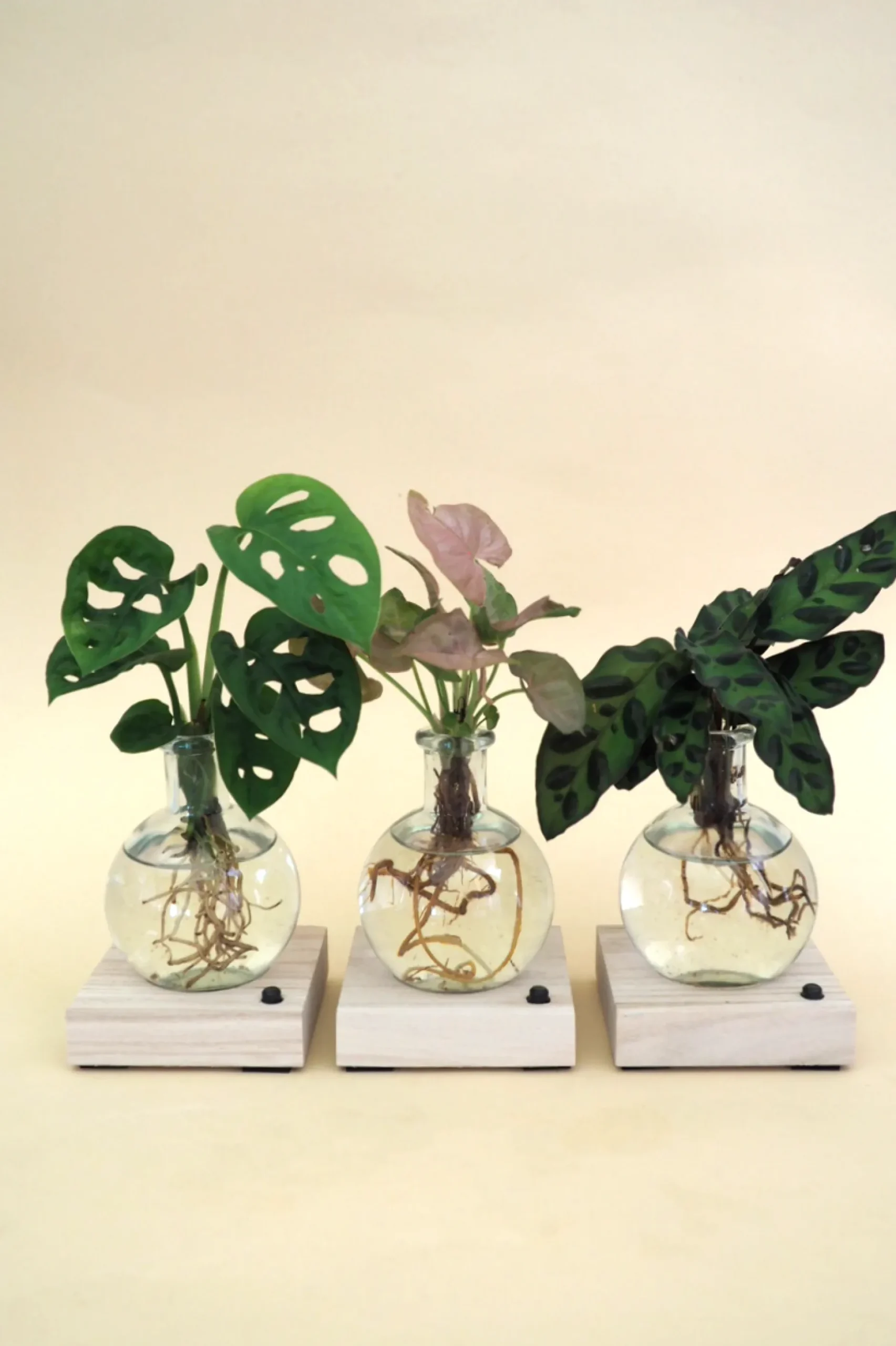 Planter I Vand^PLANT elampe, Dracena