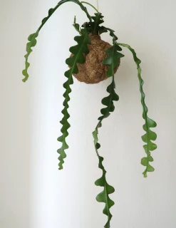 Planteplaneter|Hængeplanter^PLANT eplanet, Fiskebenskaktus