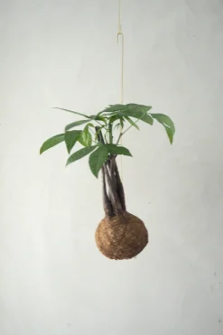 Planteplaneter|Hængeplanter^PLANT eplanet, flerstammet Lykkekastanje