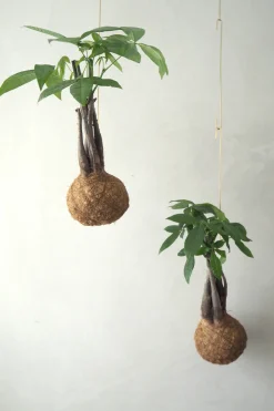 Planteplaneter|Hængeplanter^PLANT eplanet, flerstammet Lykkekastanje