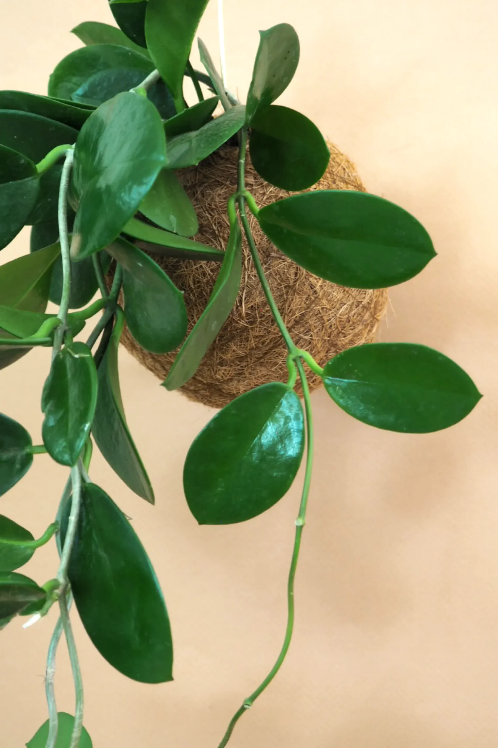 Planteplaneter|Hængeplanter^PLANT eplanet, Hoya carnosa