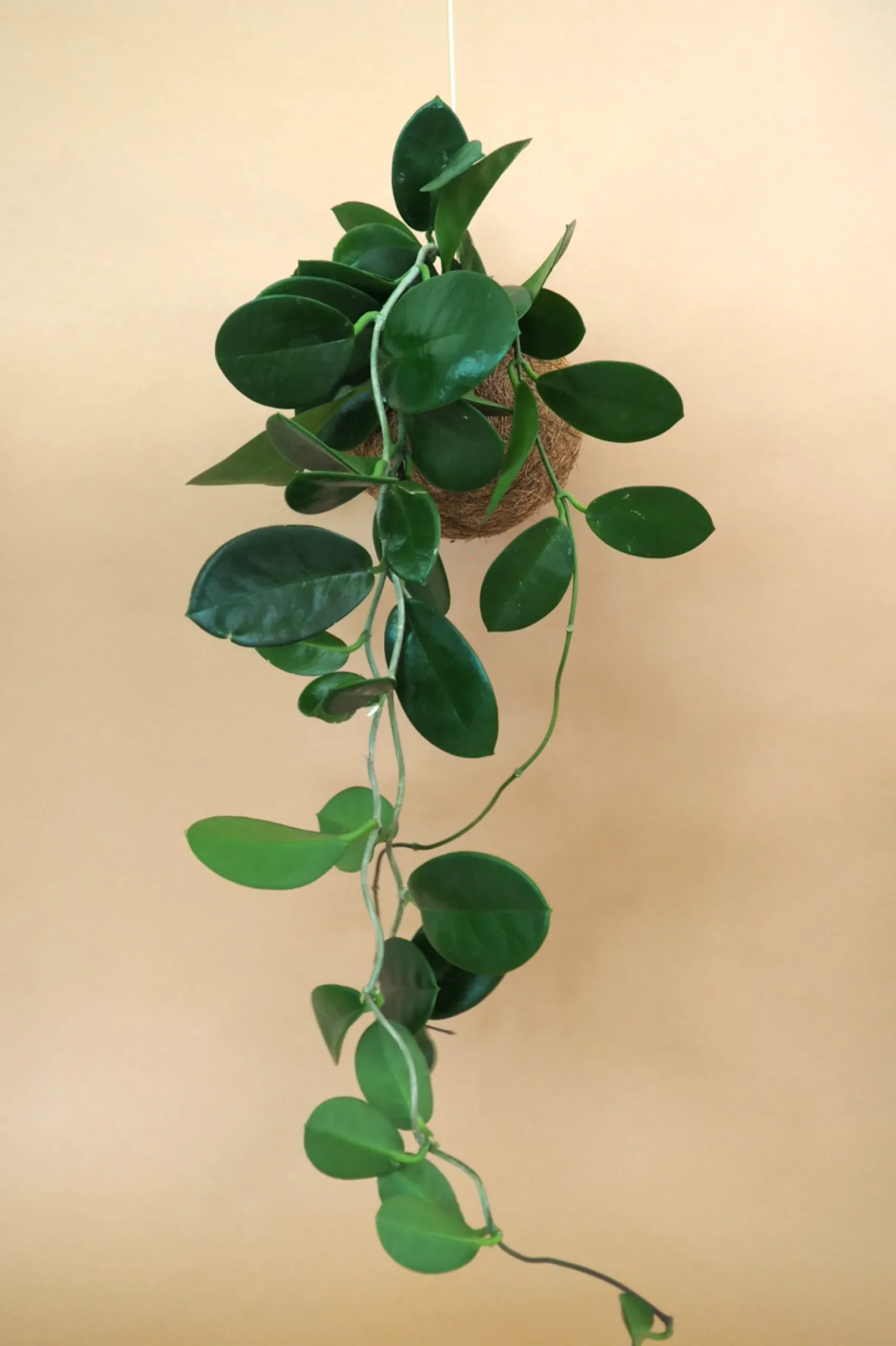Planteplaneter|Hængeplanter^PLANT eplanet, Hoya carnosa