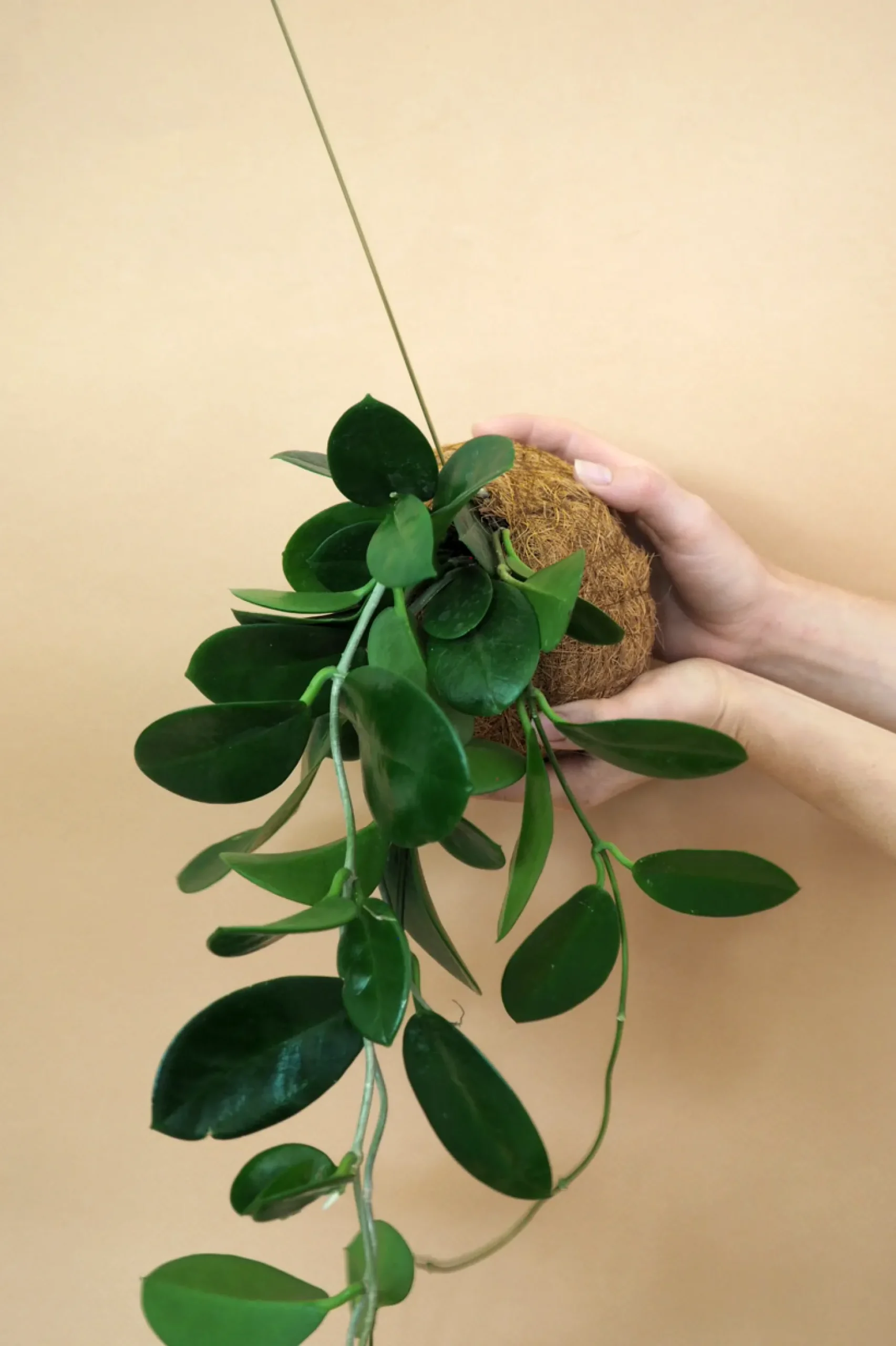Planteplaneter|Hængeplanter^PLANT eplanet, Hoya carnosa