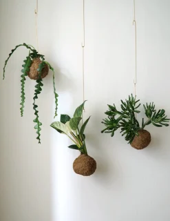 Planteplaneter|Hængeplanter^PLANT eplanet, Organ Pipe