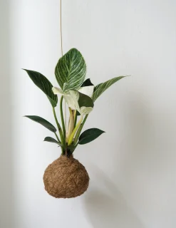 Planteplaneter|Hængeplanter^PLANT eplanet, Philodendron Birkin