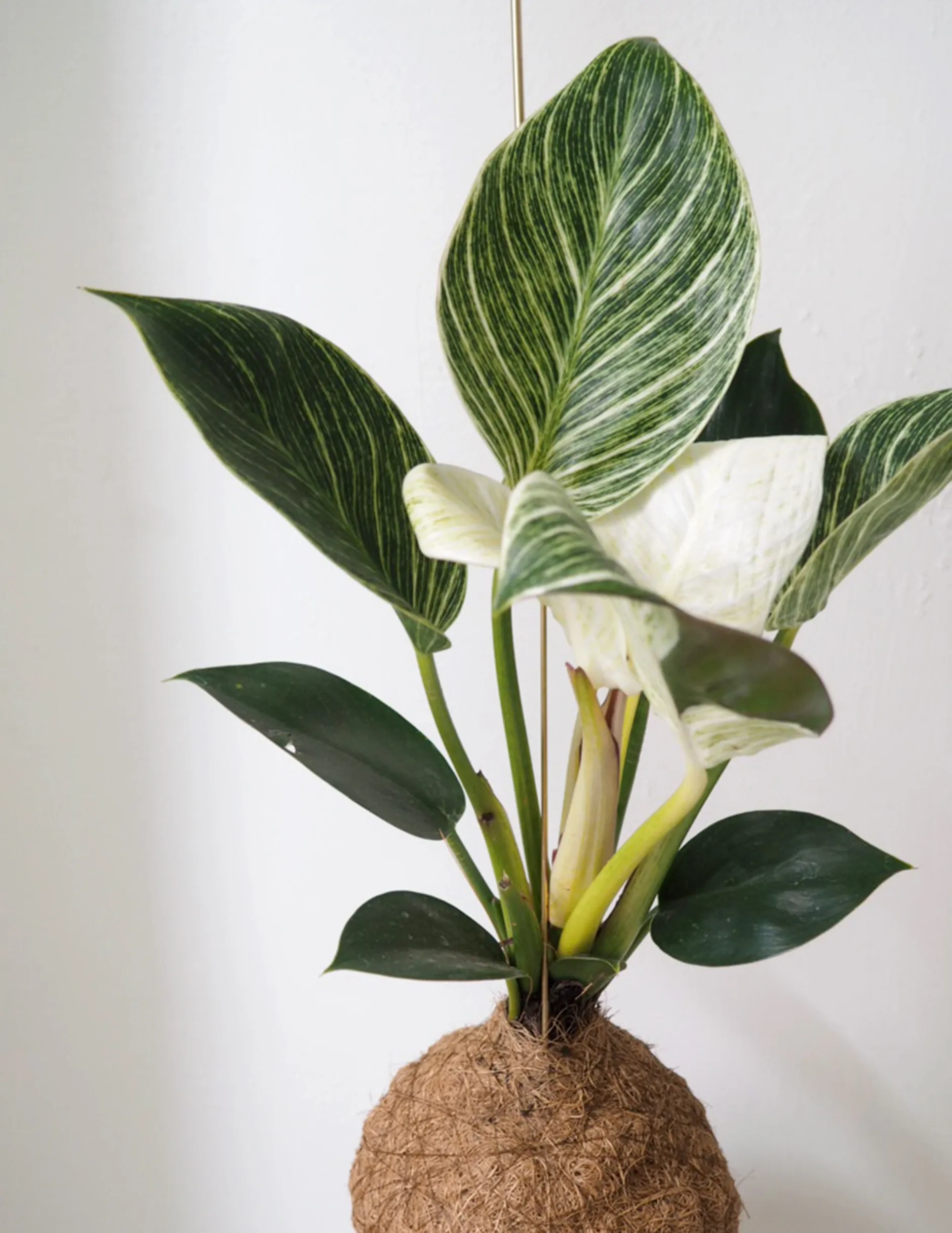 Planteplaneter|Hængeplanter^PLANT eplanet, Philodendron Birkin