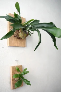 Plantetrofæer^PLANT etrofæ, Hjortetak, large
