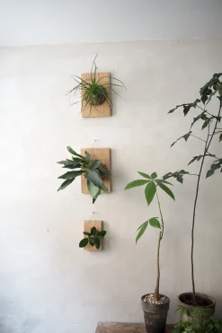 Plantetrofæer^PLANT etrofæ, Hjortetak, large