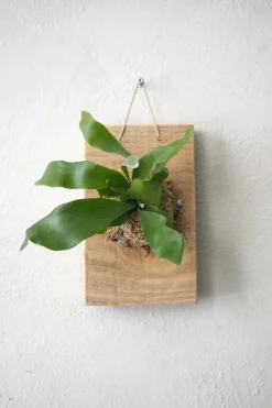 Plantetrofæer^PLANT etrofæ, Hjortetak, small