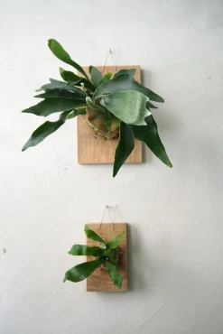 Plantetrofæer^PLANT etrofæ, Hjortetak, small