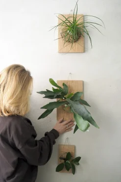 Plantetrofæer^PLANT etrofæ, Hjortetak, small