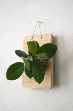 Plantetrofæer^PLANT etrofæ, Hoya, small
