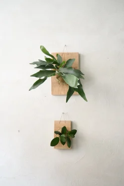 Plantetrofæer^PLANT etrofæ, Hoya, small
