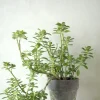 Tropiske Planter|Danskavlede Planter^PLANT Plectranthus Malaga