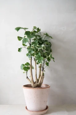 Tropiske Planter|Danskavlede Planter^PLANT Polyscias Balfourian