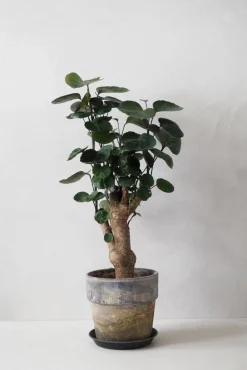 Tropiske Planter^PLANT Polyscias Fabian