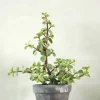 Ørkenplanter Og Knoldplanter|Danskavlede Planter^PLANT Portulacaria afra