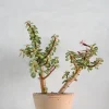 Ørkenplanter Og Knoldplanter|Danskavlede Planter^PLANT Portulacaria afra 'Medio-picta'