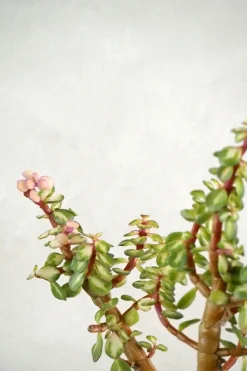 Ørkenplanter Og Knoldplanter|Danskavlede Planter^PLANT Portulacaria afra 'Medio-picta'