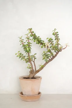 Ørkenplanter Og Knoldplanter|Danskavlede Planter^PLANT Portulacaria afra 'Medio-picta'