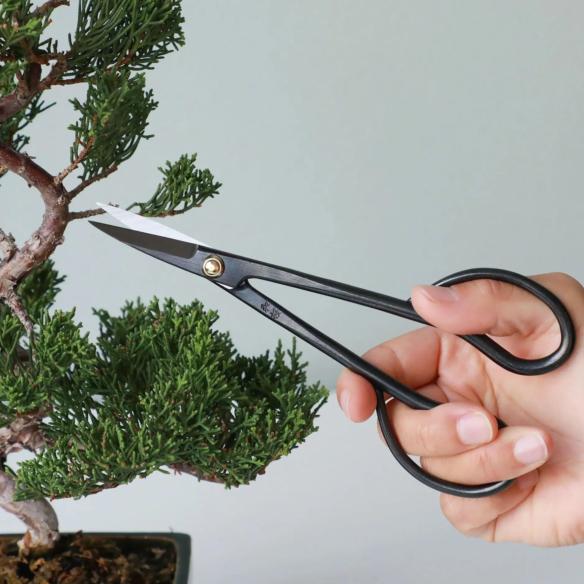 Plantepleje-Kits|Plantepleje-Kits^PLANT Pro Bonsai starter kit