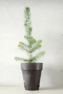 Danskavlede Planter^PLANT Rødgran